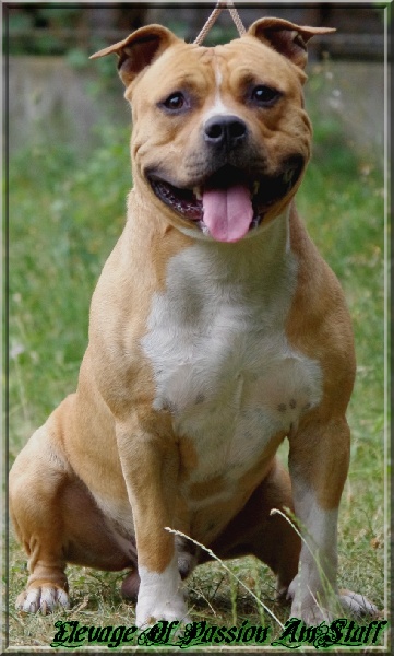 Ell'boy Of Passion Amstaff