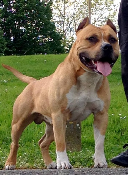 Ell'boy Of Passion Amstaff