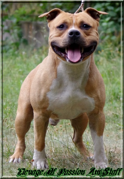 Ell'boy Of Passion Amstaff