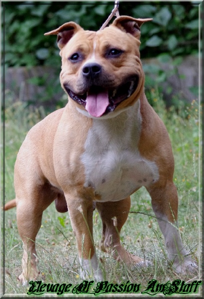 Ell'boy Of Passion Amstaff