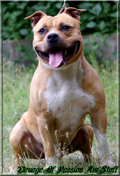 Ell'boy Of Passion Amstaff