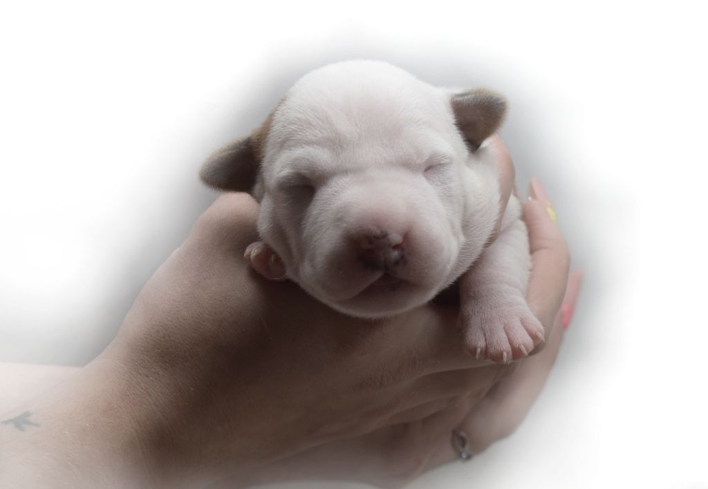 Of Passion Amstaff  - Chiot disponible  - American Staffordshire Terrier
