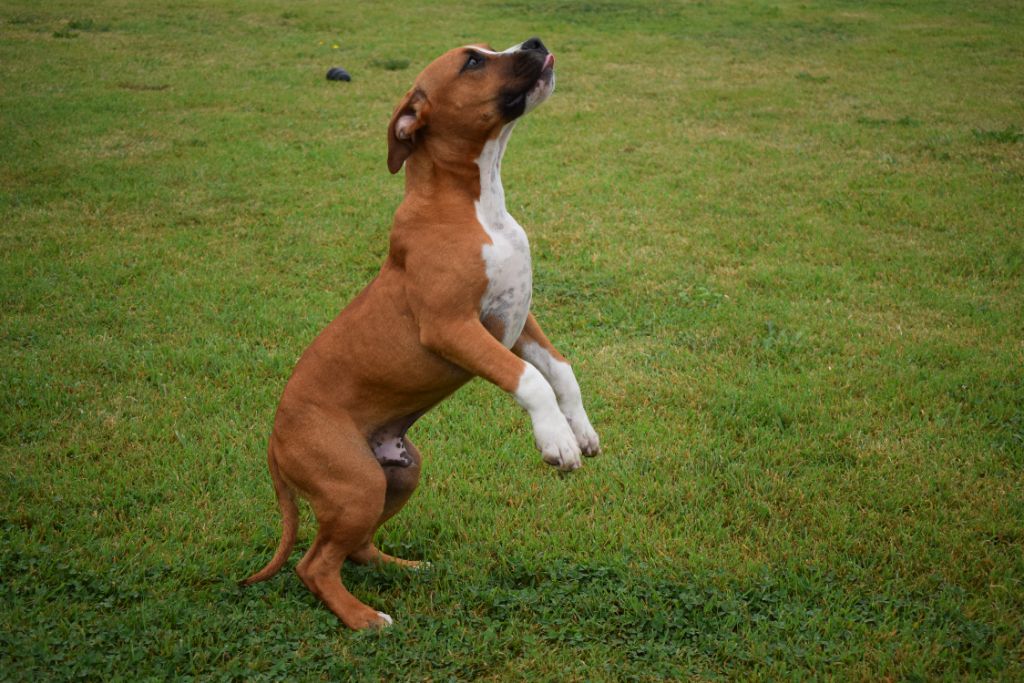 Of Passion Amstaff  - Chiot disponible  - American Staffordshire Terrier