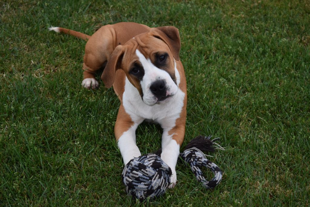 Of Passion Amstaff  - Chiot disponible  - American Staffordshire Terrier