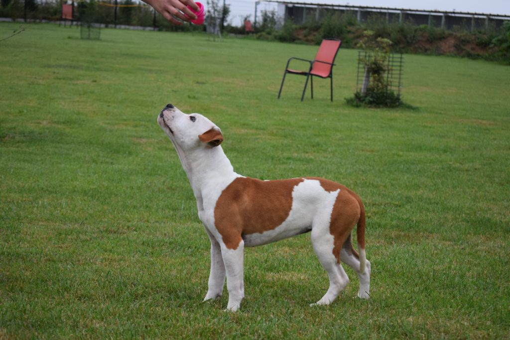 Of Passion Amstaff  - Chiot disponible  - American Staffordshire Terrier