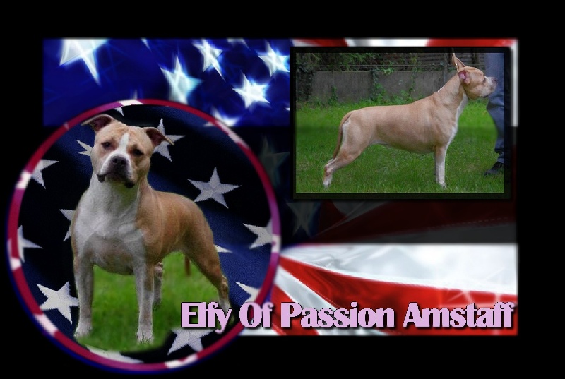 Elfy Of Passion Amstaff