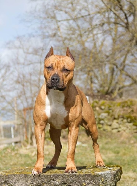 Heva'ne sense Of Passion Amstaff