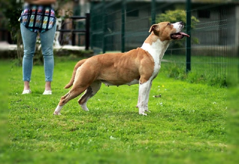 Hyorka Of Passion Amstaff