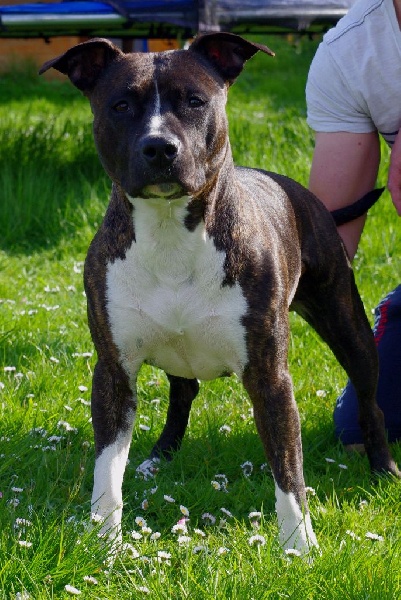 Grease dance in the ring Of Passion Amstaff