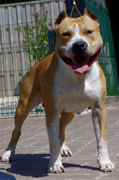 Hades Of Passion Amstaff