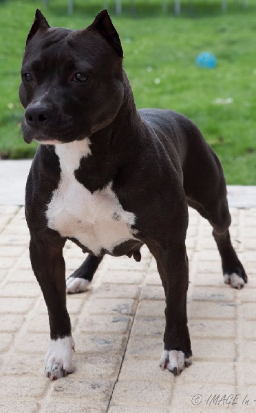 Gelishka black édition Of Passion Amstaff