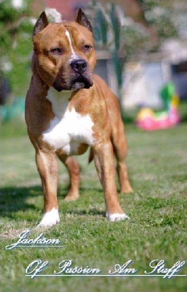 Jackson Of Passion Amstaff