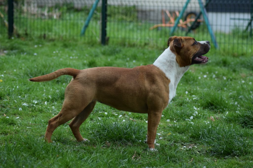 Pakita Of Passion Amstaff