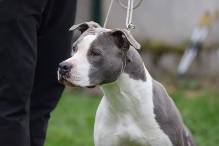 Ruby little princess Of Passion Amstaff