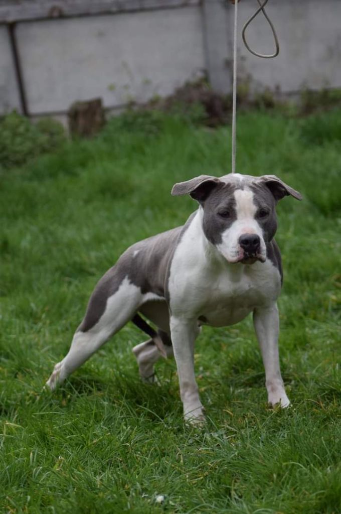 Ruby little princess Of Passion Amstaff