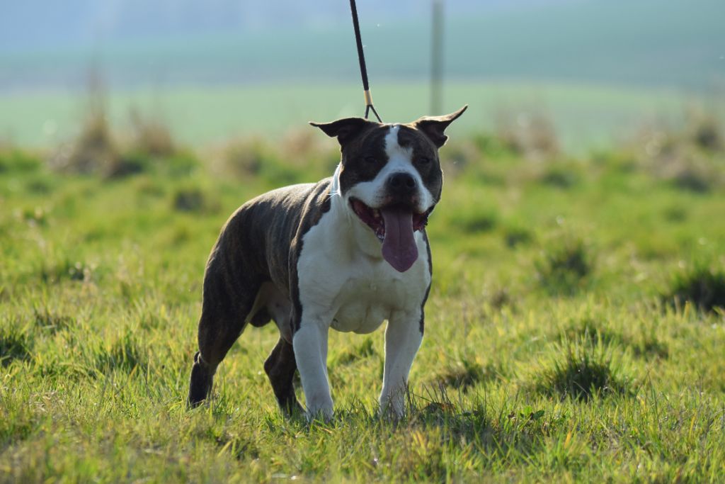 Lievor Of Passion Amstaff