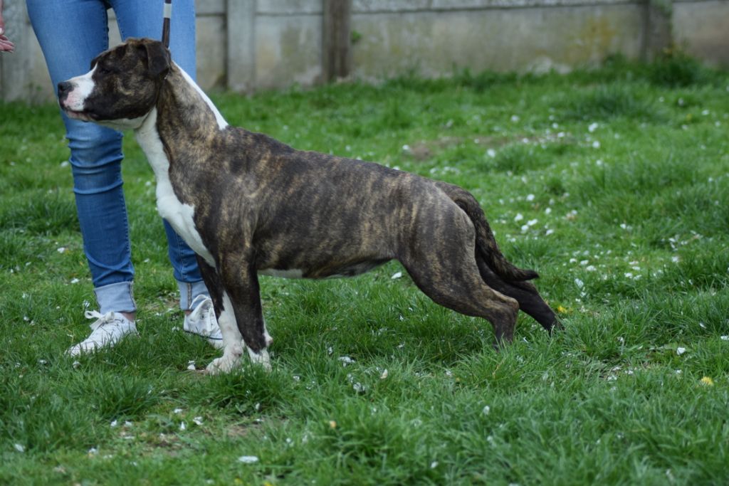 Phoebe Of Passion Amstaff