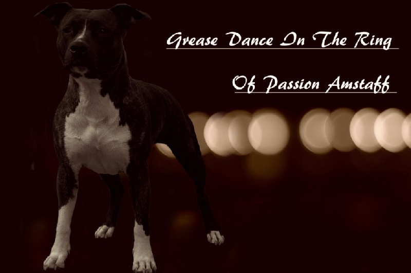 Grease dance in the ring Of Passion Amstaff