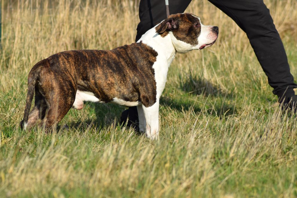 Lievor Of Passion Amstaff