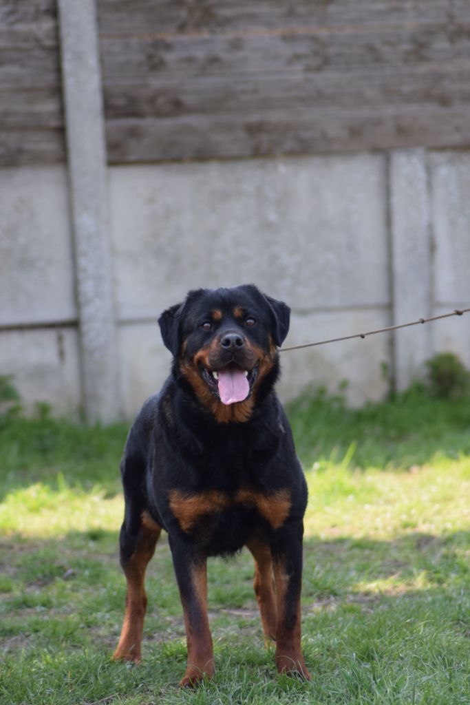 Plume rose Of Passion Amstaff