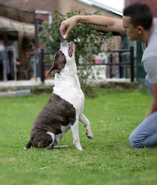 Hanieshka lya zvezda Of Passion Amstaff