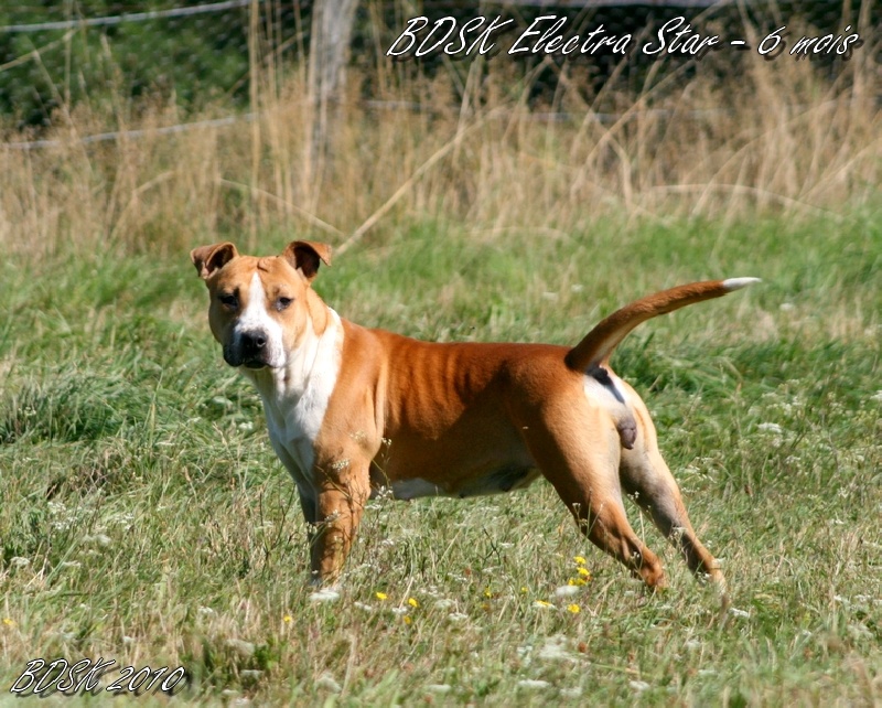 Buddy Doggz Star Kennel Electra star