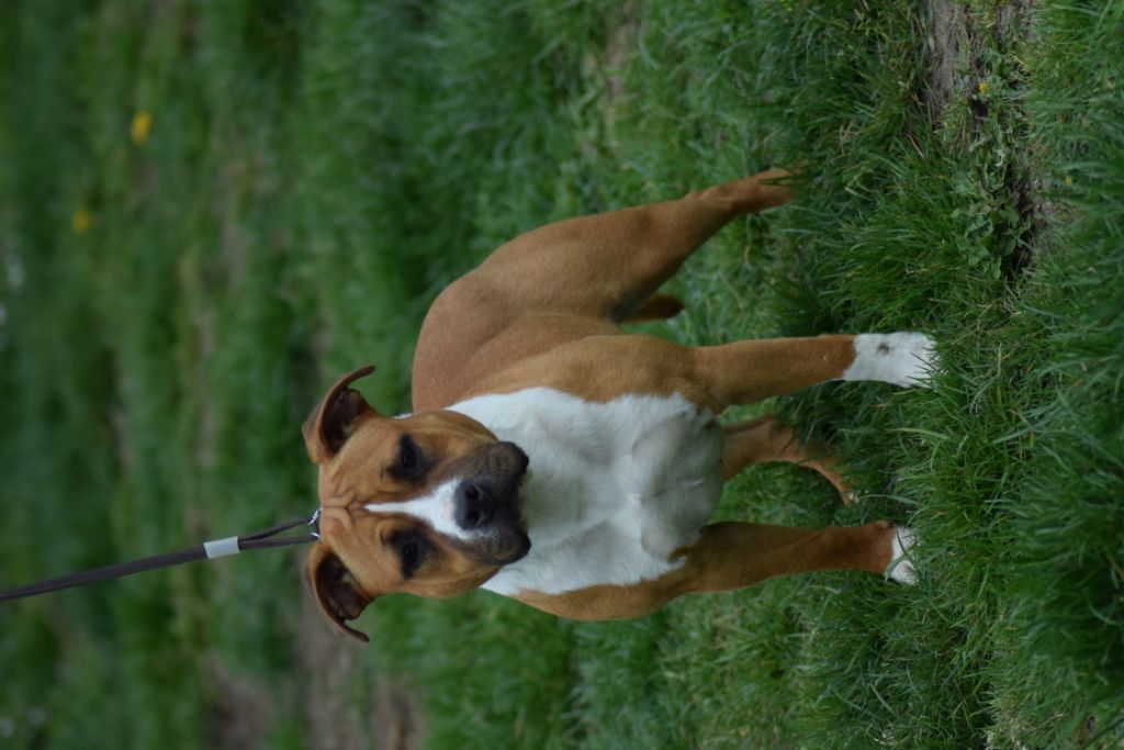 Pakita Of Passion Amstaff