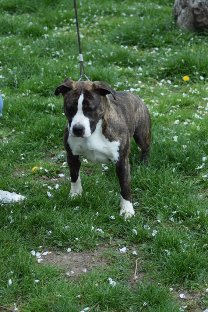 Phoebe Of Passion Amstaff