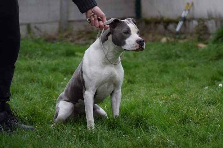 Ruby little princess Of Passion Amstaff