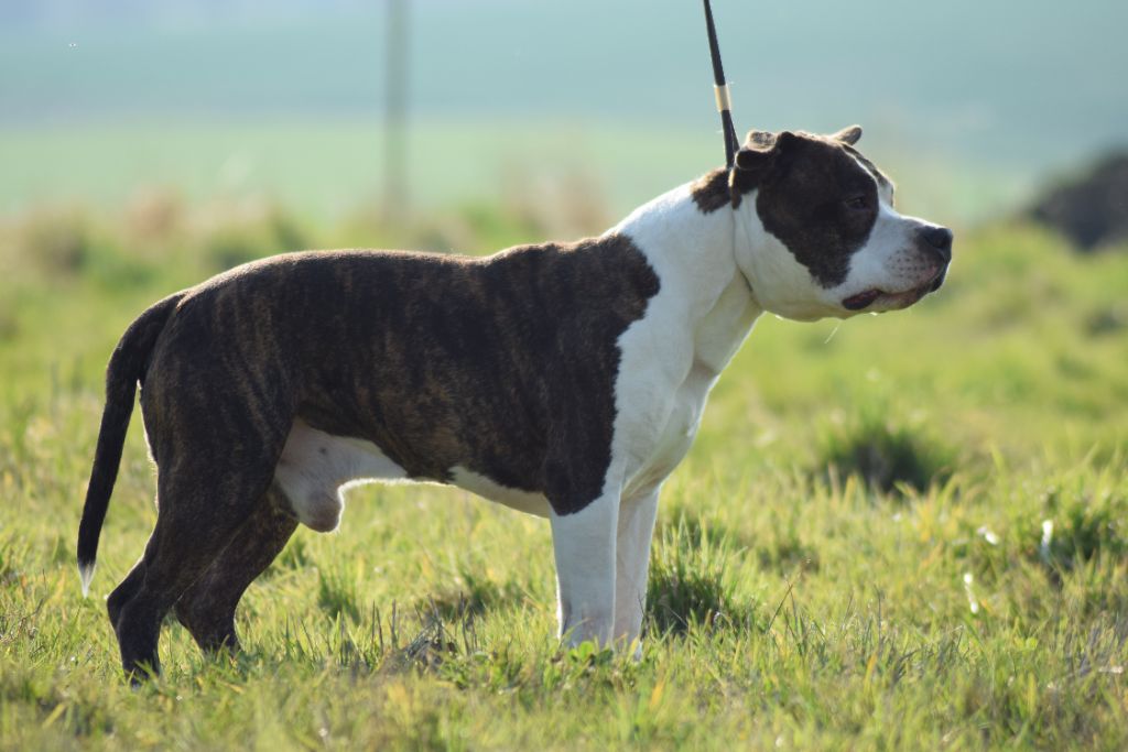 Lievor Of Passion Amstaff