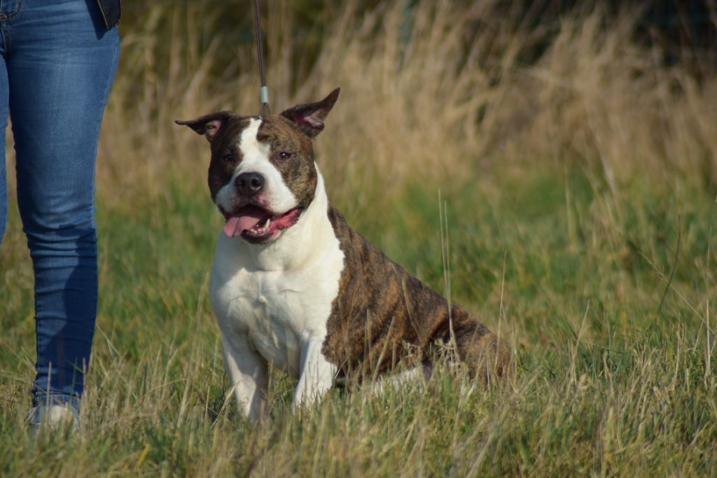 Lievor Of Passion Amstaff