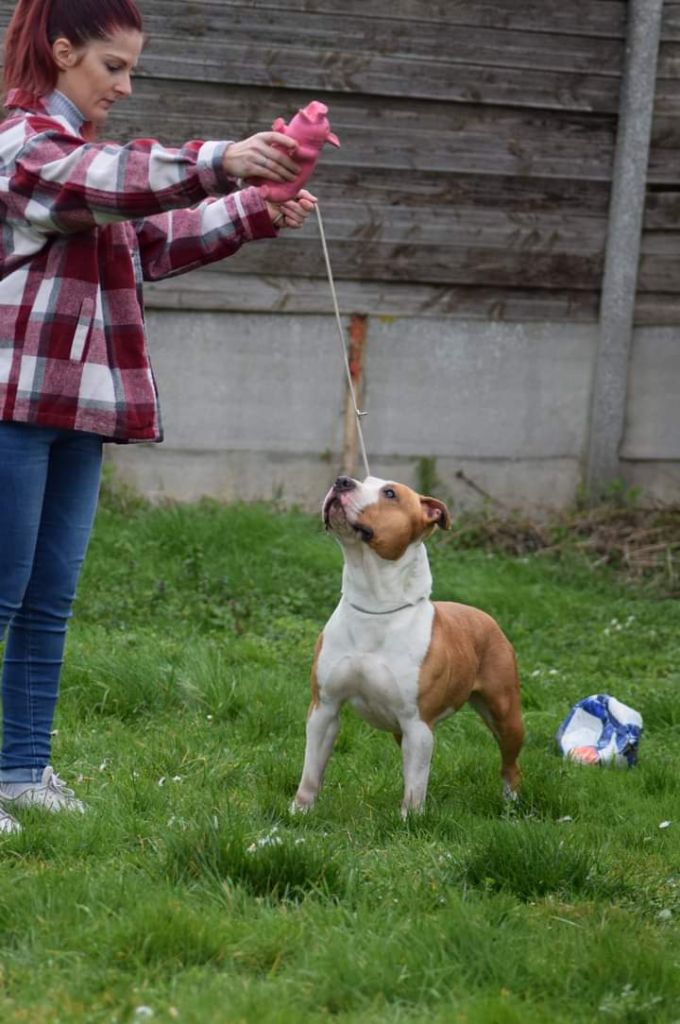 Rio timeless beauty Of Passion Amstaff