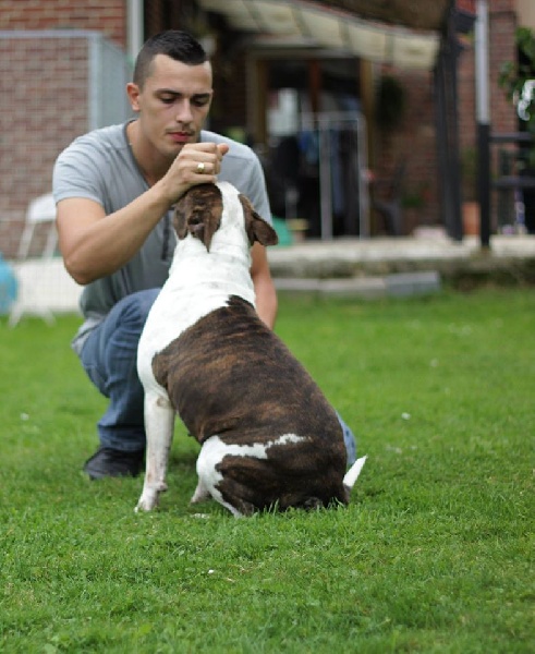 Hanieshka lya zvezda Of Passion Amstaff