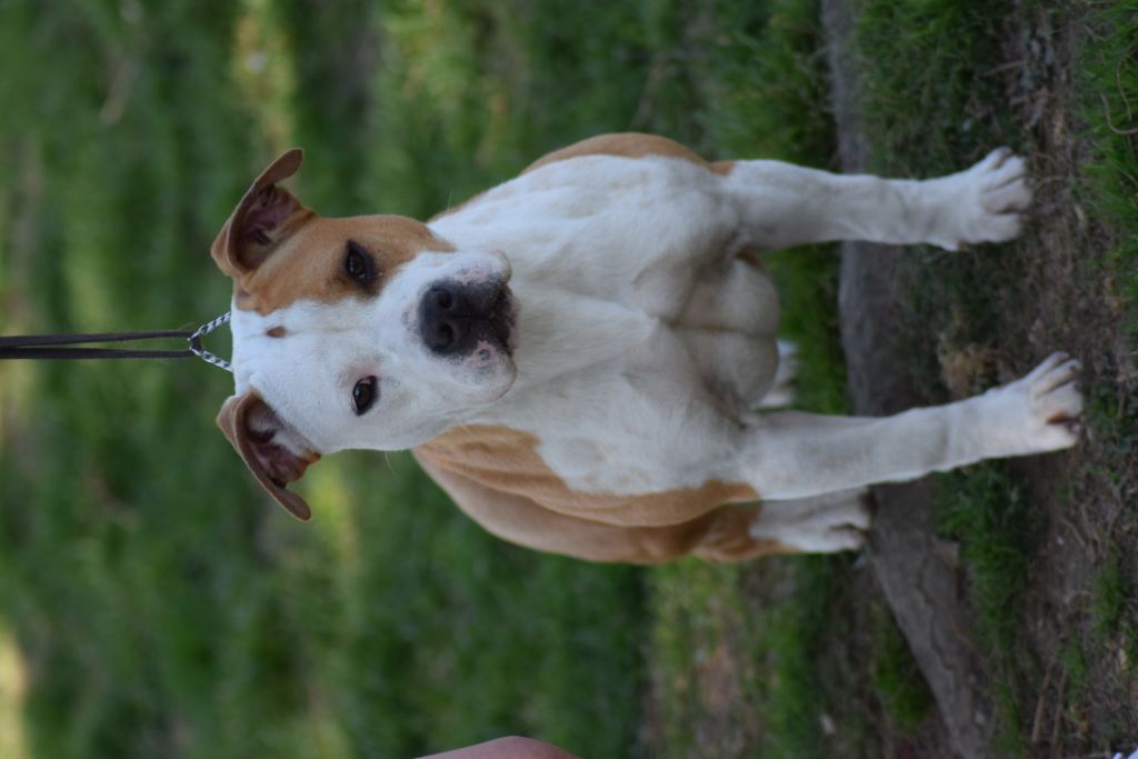 Padje Of Passion Amstaff