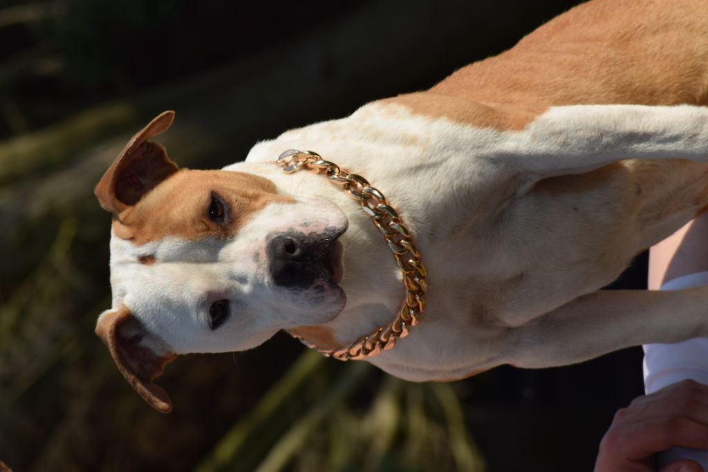 Padje Of Passion Amstaff