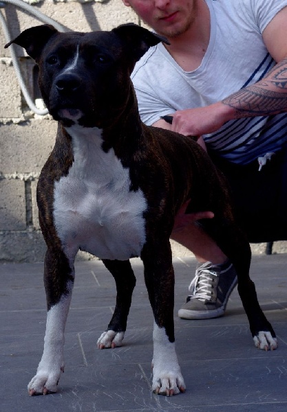 Grease dance in the ring Of Passion Amstaff