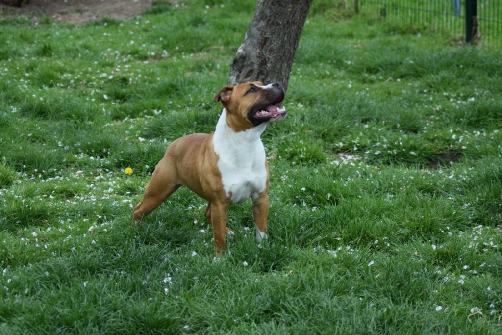 Pakita Of Passion Amstaff