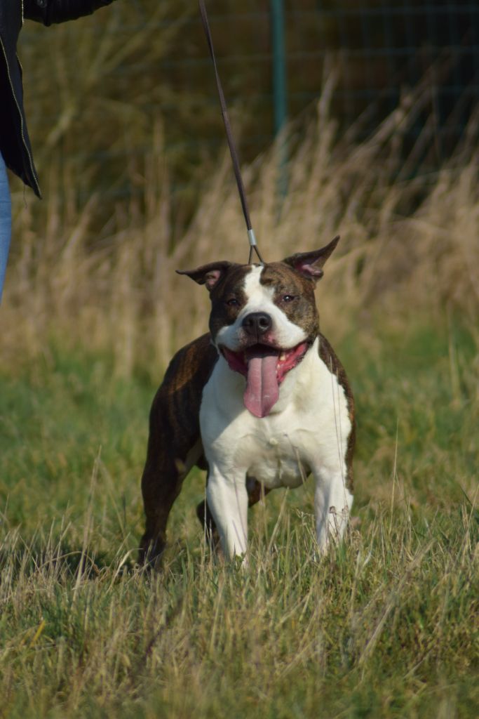 Lievor Of Passion Amstaff