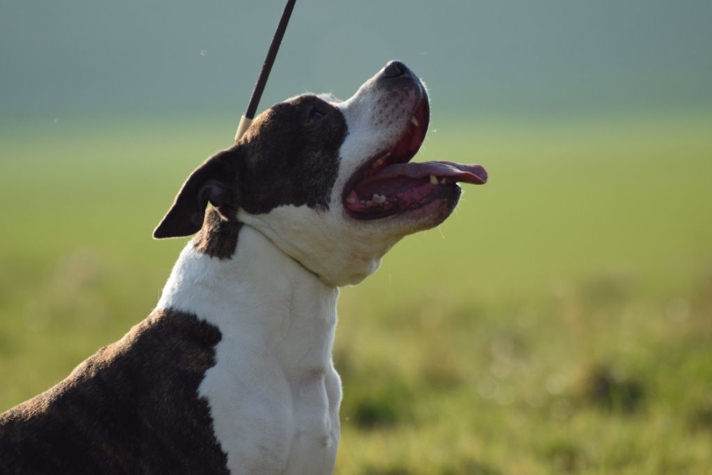 Lievor Of Passion Amstaff