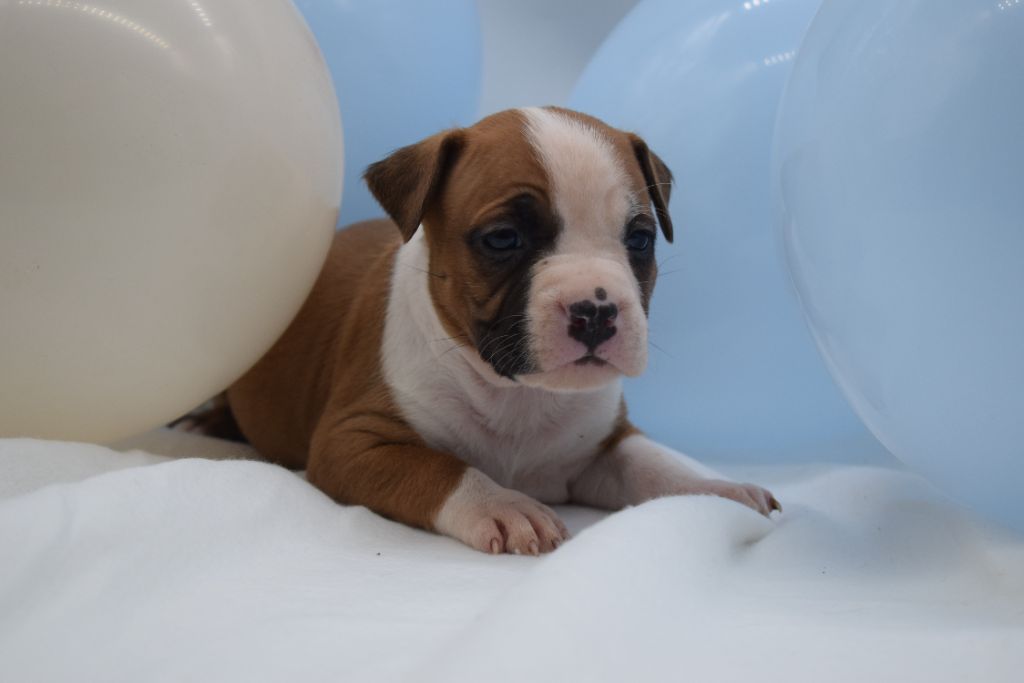 Of Passion Amstaff  - Chiot disponible  - American Staffordshire Terrier