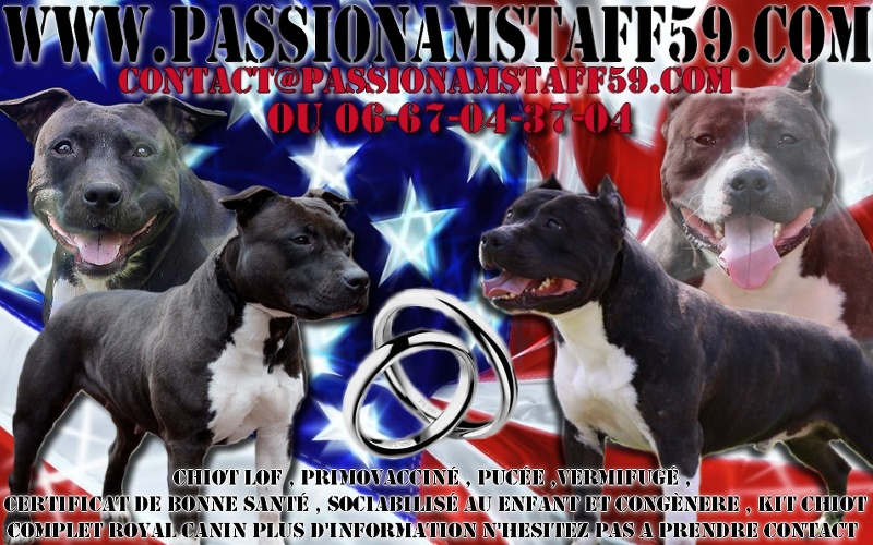 Of Passion Amstaff  - American Staffordshire Terrier - Portée née le 17/03/2011