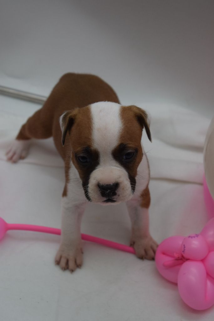 Of Passion Amstaff  - Chiot disponible  - American Staffordshire Terrier