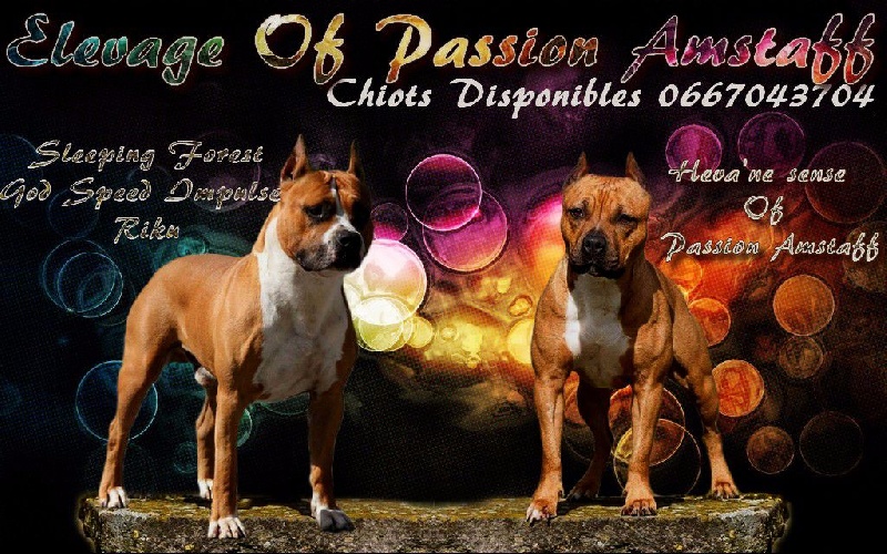 Of Passion Amstaff  - American Staffordshire Terrier - Portée née le 25/04/2015