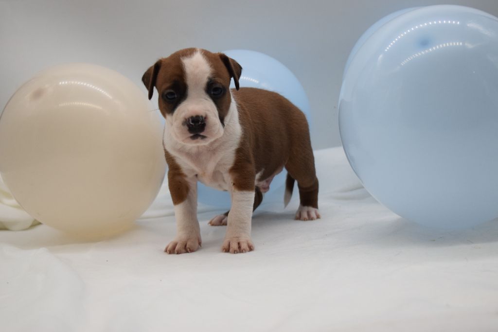 Of Passion Amstaff  - Chiot disponible  - American Staffordshire Terrier