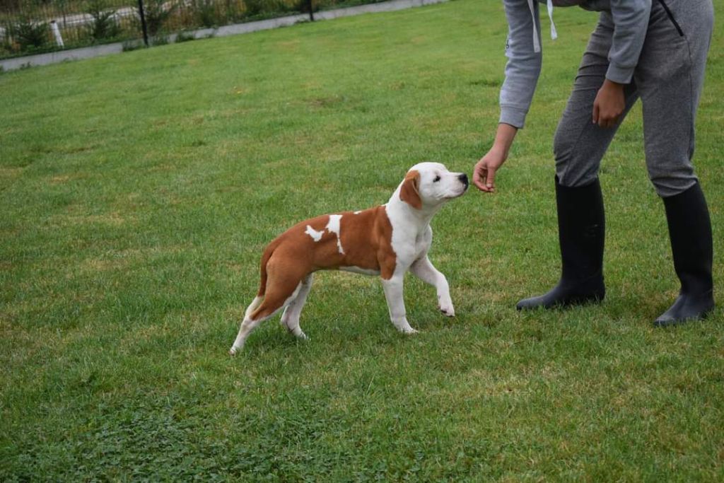 Of Passion Amstaff  - Chiot disponible  - American Staffordshire Terrier