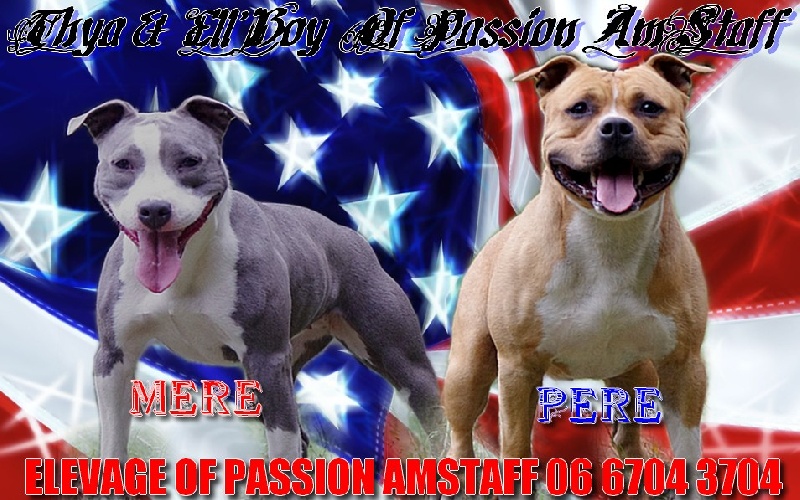 Of Passion Amstaff  - American Staffordshire Terrier - Portée née le 20/10/2011