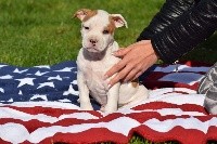 Of Passion Amstaff  - American Staffordshire Terrier - Portée née le 27/03/2019