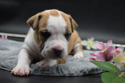 Of Passion Amstaff  - American Staffordshire Terrier - Portée née le 11/04/2024