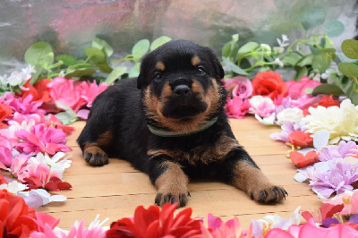 Of Passion Amstaff  - Rottweiler - Portée née le 30/07/2024