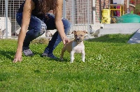 Of Passion Amstaff  - American Staffordshire Terrier - Portée née le 10/08/2015